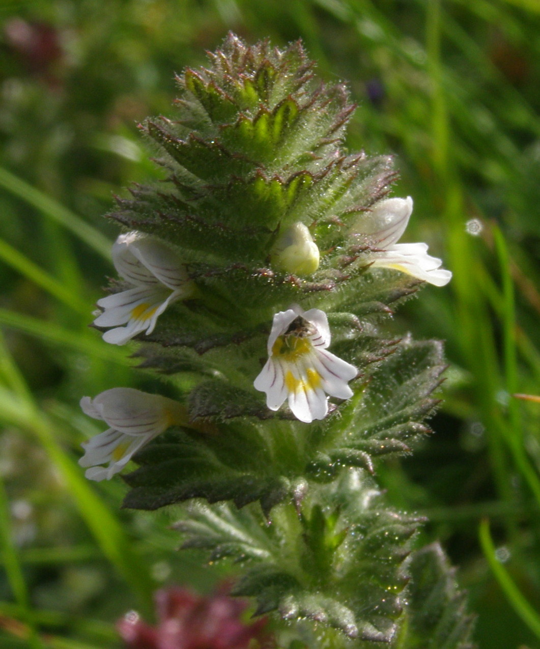 Euphrasia hirtella / Eufrasia pelosetta